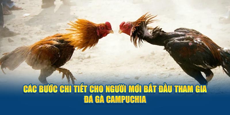 Các bước chi tiết cho người mới bắt đầu tham gia đá gà Campuchia