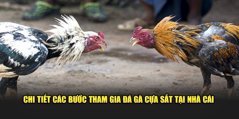 Chi tiết các bước tham gia đá gà cựa sắt tại nhà cái