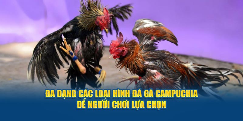 Đa dạng các loại hình đá gà Campuchia để người chơi lựa chọn