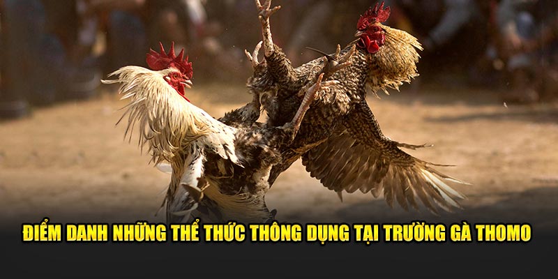 Điểm danh những thể thức thông dụng tại trường gà Thomo 