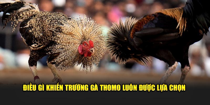 Điều gì khiến trường gà Thomo luôn được lựa chọn