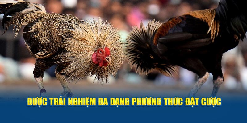 Được trải nghiệm đa dạng phương thức đặt cược