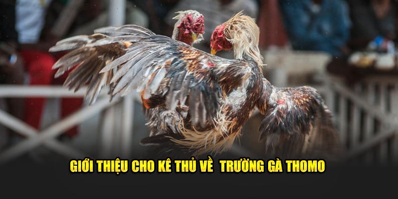 Giới thiệu cho kê thủ về  trường gà Thomo 