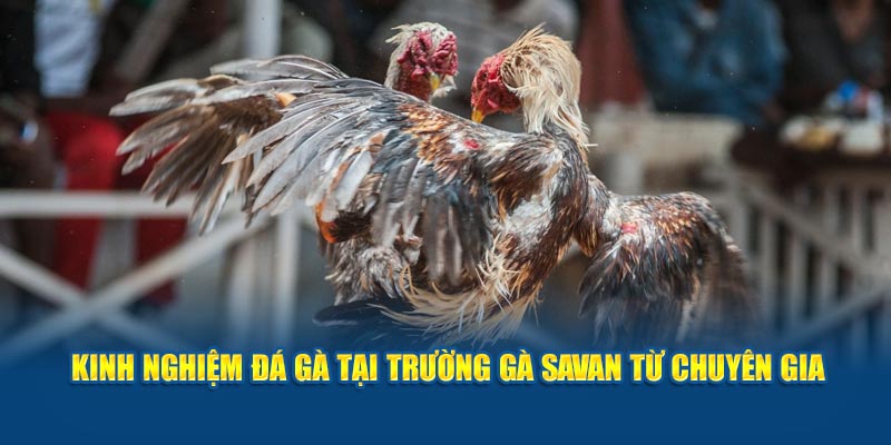 Những kinh nghiệm chơi mang lại hiệu quả siêu lớn