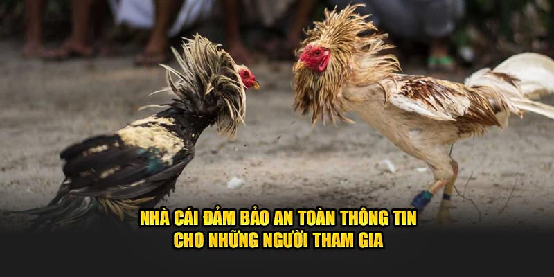 Nhà cái đảm bảo an toàn thông tin cho những người tham gia