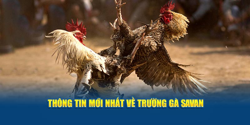 Thông tin mới, cụ thể nhất về trường gà Savan