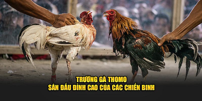 trường gà Thomo